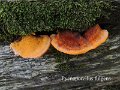 Pycnoporellus fulgens-amf1552-2